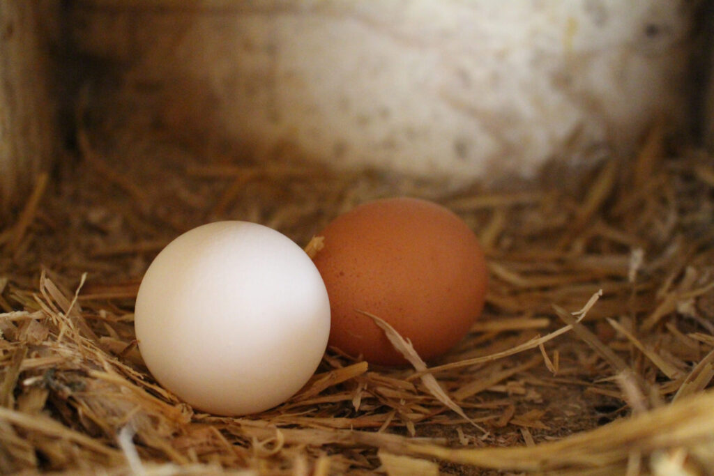 Zwei Hühnereier, eines weiß und eines braun, liegen auf Stroh in einem Nest.