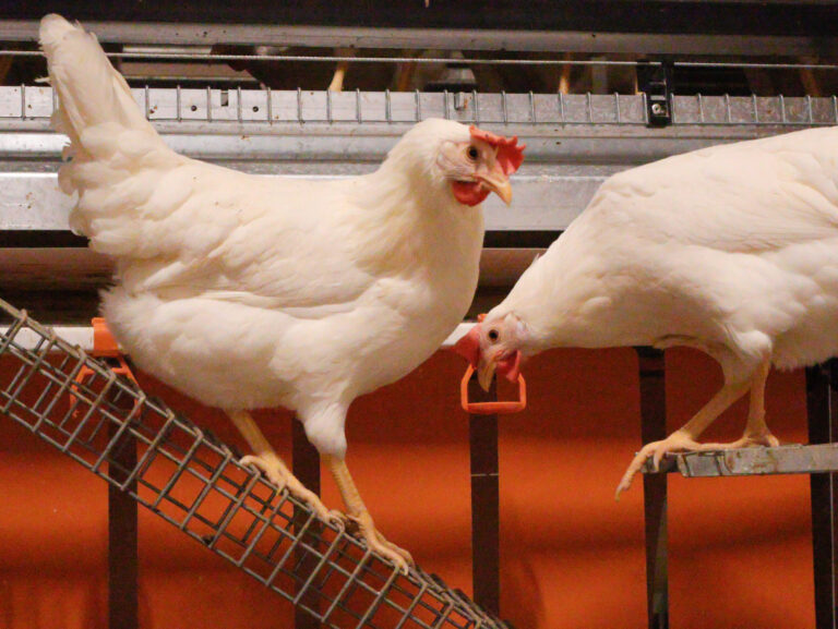 Zwei Hühner stehen auf Metallgittern in einem Stall, eines blickt nach vorne, das andere nach unten.